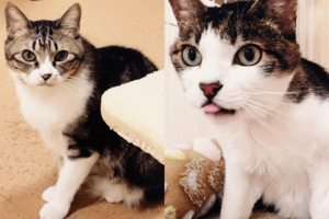 天皇ご一家が飼われている『セブン』と『みー』（宮内庁提供）