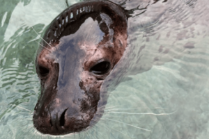 1月3日に下田水中水族館のHPにて「ココア」の死亡が報告された