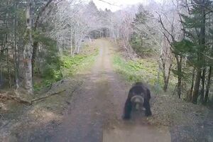 ヒグマは軽トラックに猛然と走ってきて……（Xより）