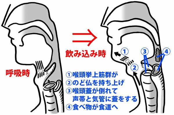 平時は食道の入り口は閉じていて、声帯と気管は開いている。反対に、飲み込むときは声帯が閉じて食道の入り口が開く仕組みになっている。