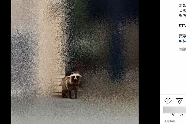 3月20日、愛犬の散歩中に遭遇した“タヌキ”（@takuya.kimura_takより）