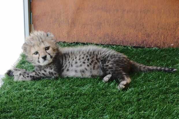 チータの赤ちゃん　写真提供／姫路セントラルパーク