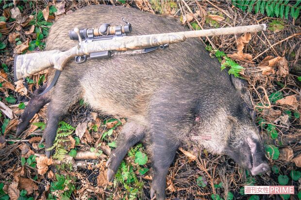 昨年11月下旬に捕獲した猪。重さは約100キロ（安田さん提供）