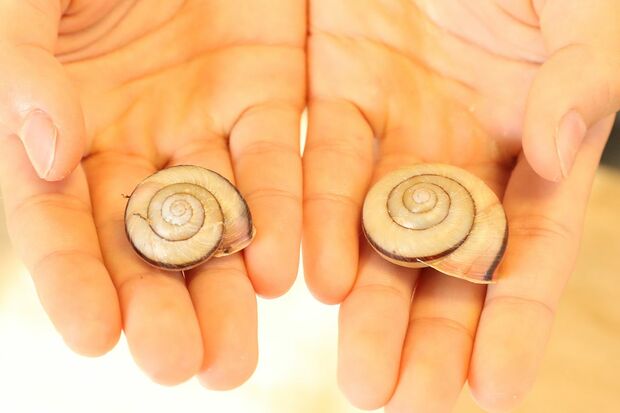 八田知也くんは、最後にサプリと野菜をそれぞれ与えた個体（右がサプリ、左が野菜）を並べ「サプリのほうが殻がつるすべ」と笑わせてくれた