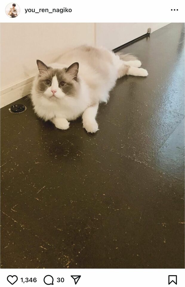 愛猫愁くんは無事に保護された(遠野なぎこの公式インスタグラムより)