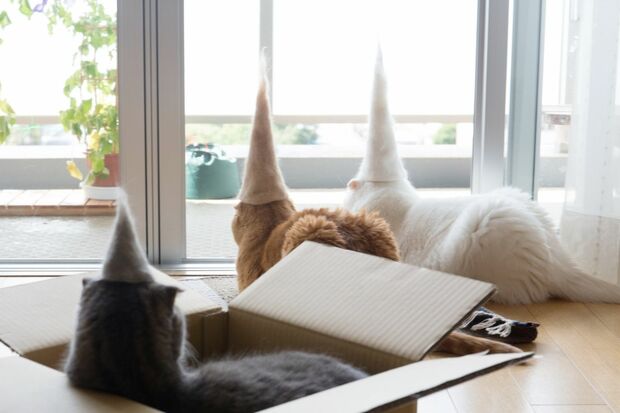 とんがりヘッドの3匹。外を見つめる後ろ姿もたまらない　(c)ねこ休み美術館