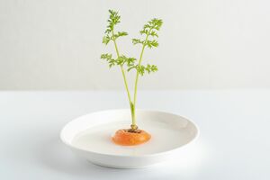 根菜の葉の部分は水耕栽培で育てる