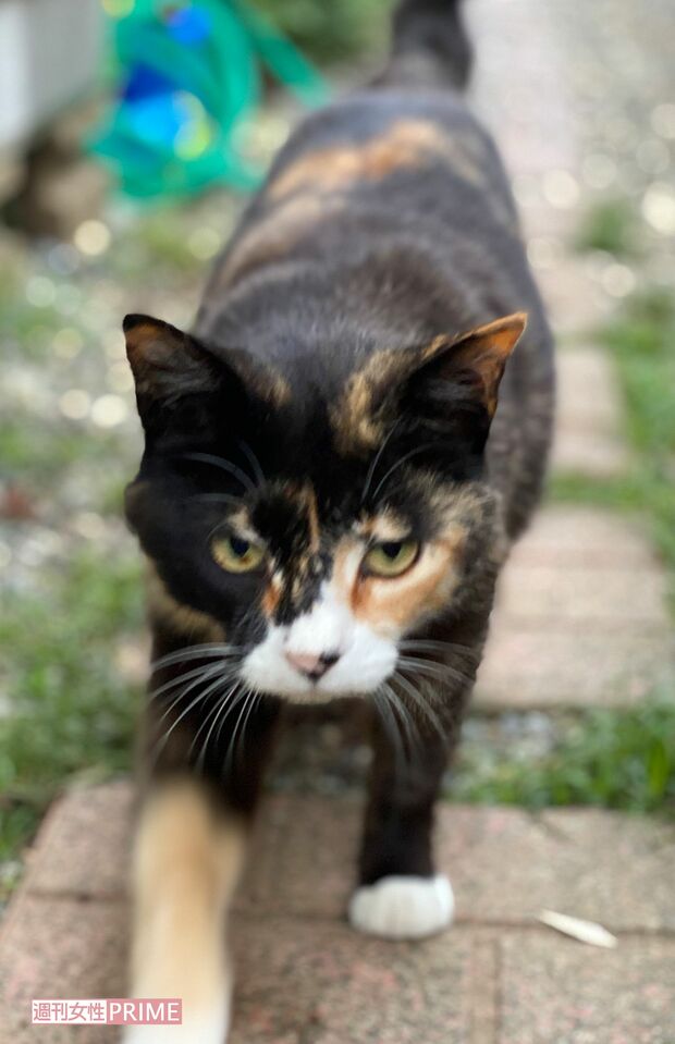 凶悪犯罪者には殺人の前に猫を殺しているケースが多いといわれている