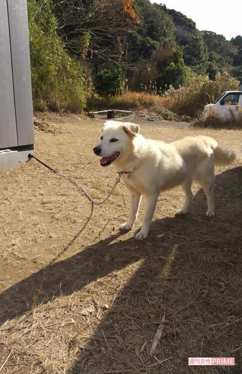 画像 写真 保護犬は売れなかったら捨てろ 悪質な 自称 動物保護団体の信じられない発言と実態 ニュース概要 週刊女性prime 画像 写真 保護犬は売れなかったら捨てろ 悪質な 自称 動物保護団体の信じられない発言と実態 ニュース概要 週刊女性prime