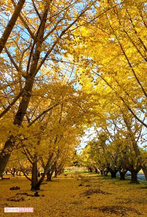 静岡県菊川市にある『平尾イチョウ並木』 写真/編集部