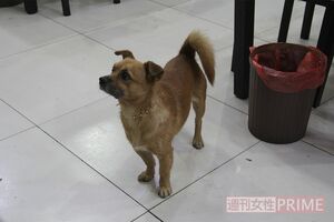 中国では都心の食堂でも普通に飼い犬が出入りしてる店も少なくない