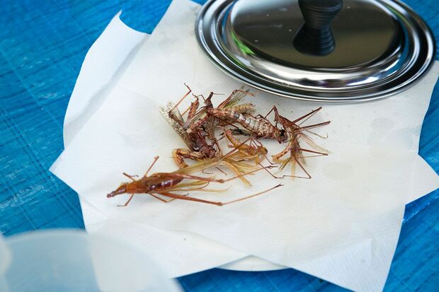 閲覧注意 虫食い地下芸人 佐々木孫悟空 さんが多摩川で食虫レポ取材 週刊女性prime