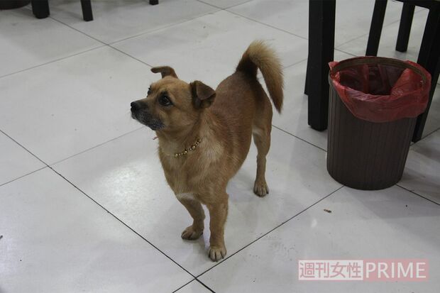 中国では都心の食堂でも普通に飼い犬が出入りしてる店も少なくない