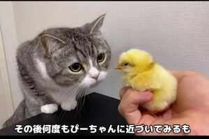 『もちまる日記』から削除された動画。猫とヒヨコを近づけることの危険性について、のちに謝罪した