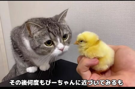『もちまる日記』から削除された動画。猫とヒヨコを近づけることの危険性について、のちに謝罪した