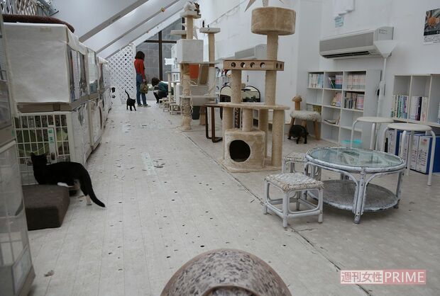 猫たちが自由気ままに過ごす、山本さんが運営する保護猫カフェ