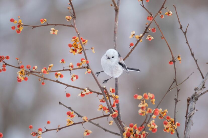 画像 写真 天使すぎる鳥 雪の妖精 と話題沸騰中 シマエナガちゃんを知っていますか 週刊女性prime