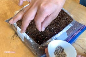 ジッパー付き保存袋で栽培するリーフレタス　撮影／林ひろし　栽培写真協力／ぽたろう