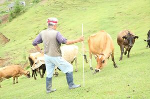 中洞さんの「こー、こー（来ーい、来ーい）」の声に、自由気ままに草を食んでいた牛たちが次々に駆け寄ってくる　撮影／吉岡竜紀