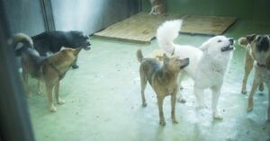  ［写真］保護された犬たちの中にはスタッフに甘えてくる子も。