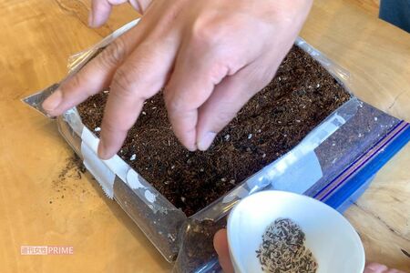 ジッパー付き保存袋で栽培するリーフレタス　撮影／林ひろし　栽培写真協力／ぽたろう