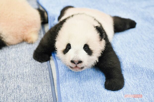 口腔内の確認でオスは5本、メスは8本の歯がそれぞれ生えていた。ものを識別し目が見えているかは不確実（同9月27日撮影）　写真／（公財）東京動物園協会提供