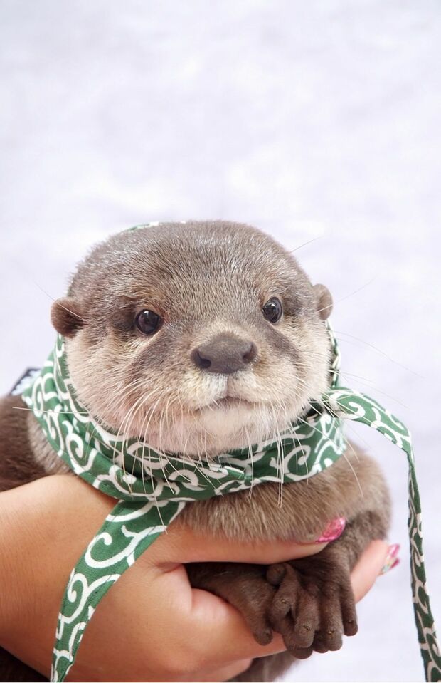 手乗りカワウソ状態（笑）。からくさ模様の手ぬぐいがGOOD！　(c) ponchan918　(c)カワウソほんと展