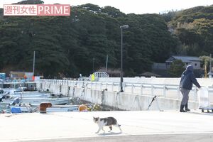 漁師の方と挨拶するようにすれ違ったりと、ねことの距離が近い! 撮影/齋藤周造