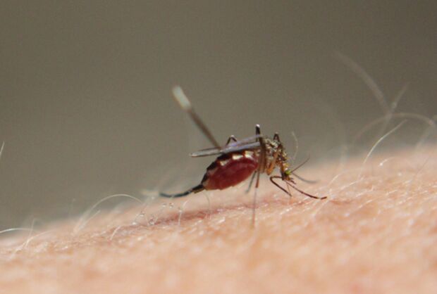 ※写真はイメージです