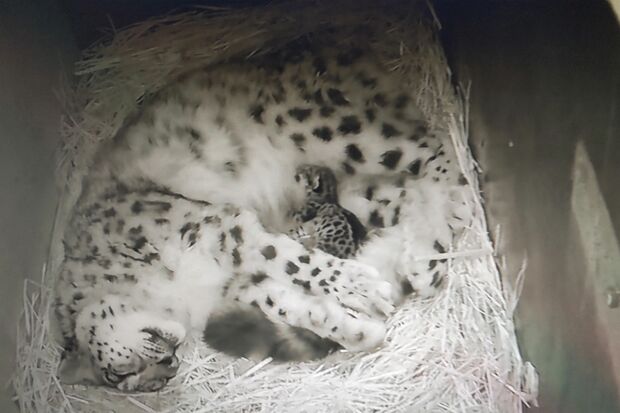 いしかわ動物園　国内でも飼育数の少ないユキヒョウの赤ちゃん