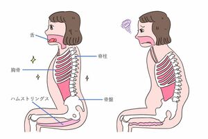 左はもも裏の筋肉を伸ばした状態、右はもも裏の筋肉が硬くなっている状態（イラスト／黒猫まな子）
