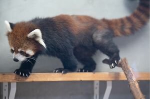 身体が小さくコロコロしているお兄ちゃんはおとなしめ