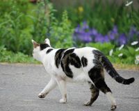 東京・千葉で続発する腹裂きうさぎ、バラバラ猫……の恐怖