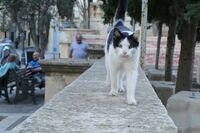 行ってみたい海外の猫スポット堂々1位、マルタを訪れてみたら