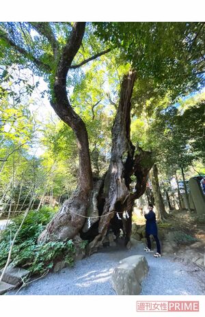 來宮神社＠静岡県熱海市
（C）YUTA SASAKI