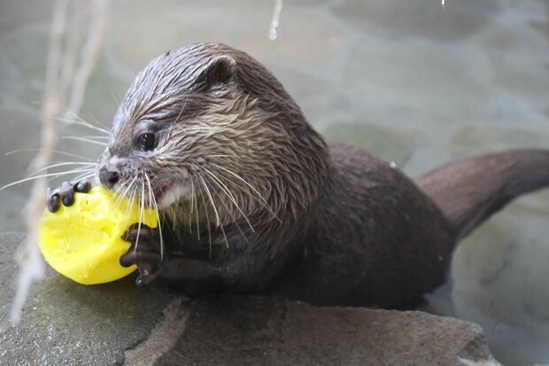 まめた（コツメカワウソ）＠下田海中水族館