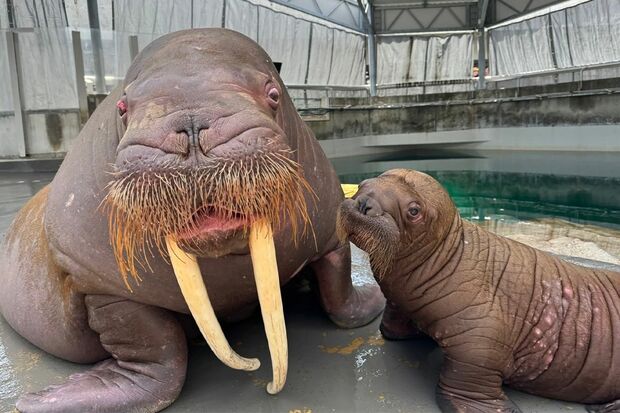 セイウチ〈4.15生まれ、♀〉