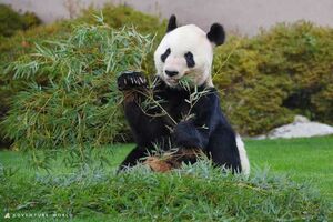 中国・四川省にあるパンダの繁殖研究基地にて多臓器不全で息を引き取った永明（アドベンチャーワールド提供）