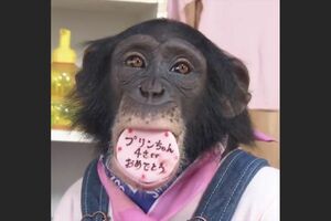 プリンちゃん（公式インスタグラムより）