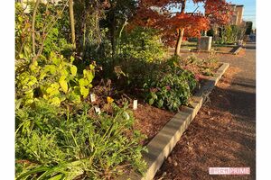 何者かに花が引き抜かれた容疑者宅近所の公園の花壇
