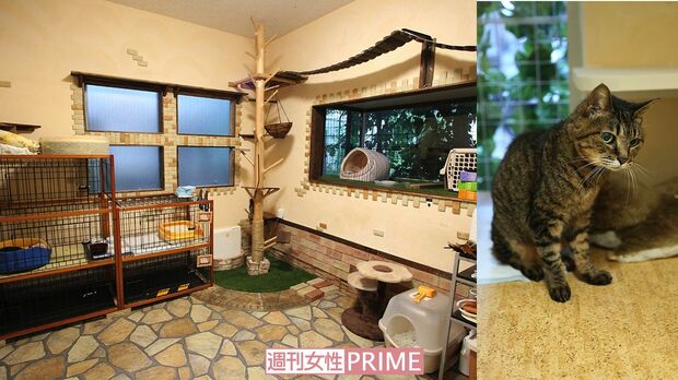 ＜写真左＞外を見るのが好きな猫のために、窓を広くとった猫専用ホーム　＜写真右＞高齢とは思えないほど毛並みがいい美人猫。実は白内障で目が見えない　撮影／齋藤周造