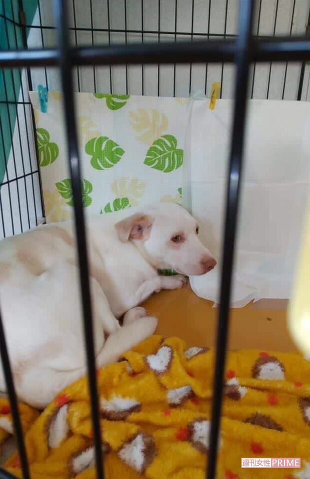 病気をしても適切な医療を受けさせてもらえない犬も（関係者提供）