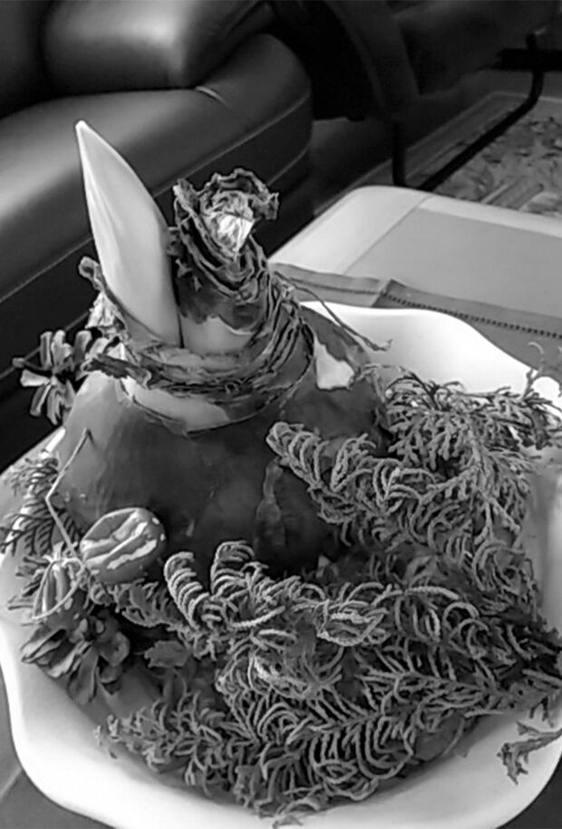 自宅で見守っているアマリリスの球根。元気な芽が出てきた!（撮影/浜木綿子）