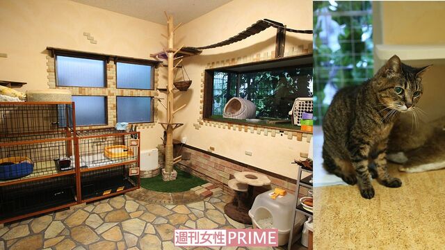 <写真左>外を見るのが好きな猫のために、窓を広くとった猫専用ホーム <写真右>高齢とは思えないほど毛並みがいい美人猫。実は白内障で目が見えない 撮影/齋藤周造