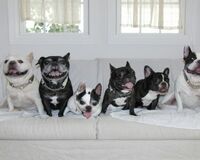 ペットの飼育費1年間で犬は22万1255円 猫15万6542円