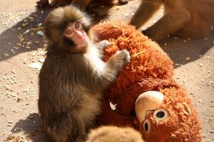 千葉県・市川市動植物園のパンチくん(公式Xより)