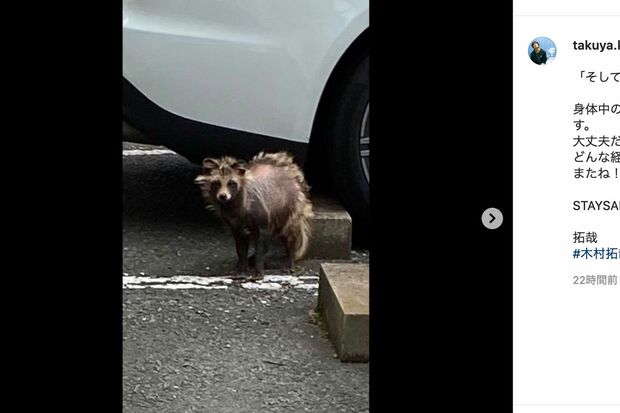 4月6日にインスタにアップした“タヌキ”。体毛が抜け落ちて（@takuya.kimura_takより）
