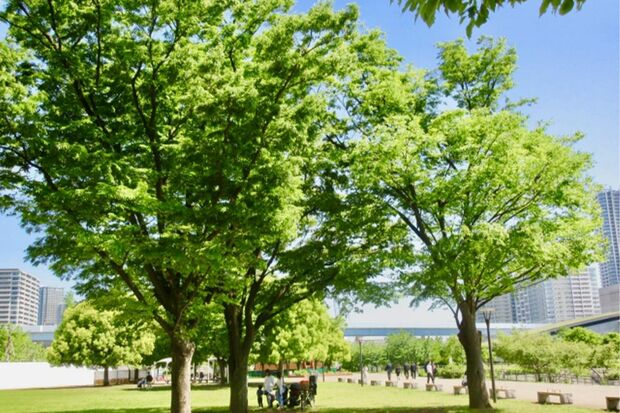 豊洲にある公園。湾岸エリアはファミリータイプのマンションが中心で子育て世代に人気。公園も商業施設も近いので遊びに行くのも便利