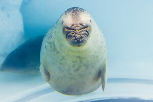 アラレちゃんに片思い中のモヤくんは、おっとりしてかわいいんです(桑田さん)