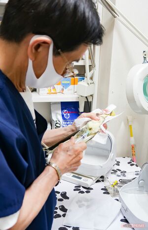 オカメインコの詰まった卵の中身を注射器で抽出する小宮山院長